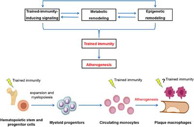 Frontiers | Trained Immunity: An Underlying Driver Of Inflammatory ...